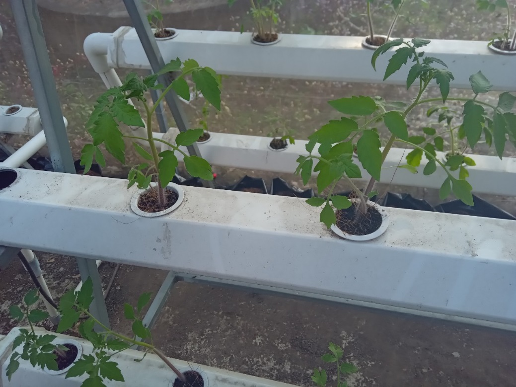 Ươm mầm hạt giống ngay tại hệ thống giàn của nhà màng DLA