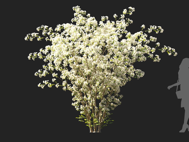 Maxtree - Plant Models Vol.122