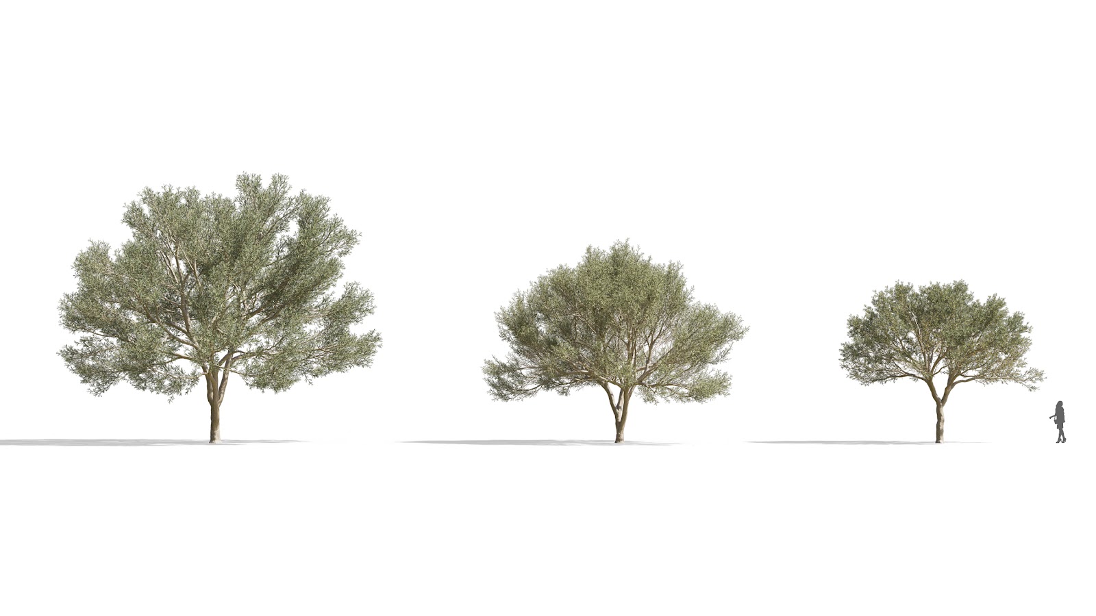 Maxtree - Plant Models Vol.73
