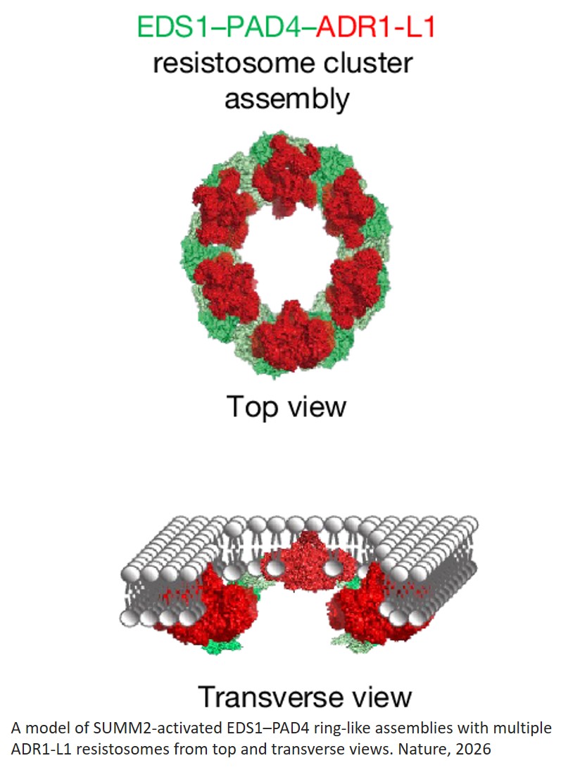 Assembly of helper NLR resistosome clusters upon activation of a coiled-coil NLR