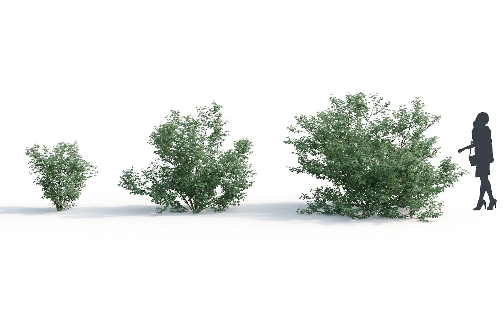Maxtree - Plant Models Vol.6