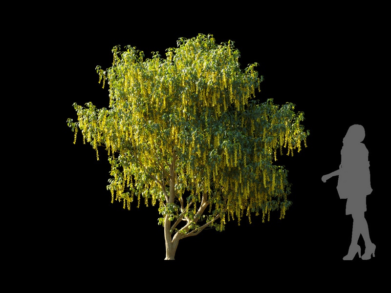 Maxtree - Plant Models Vol.120