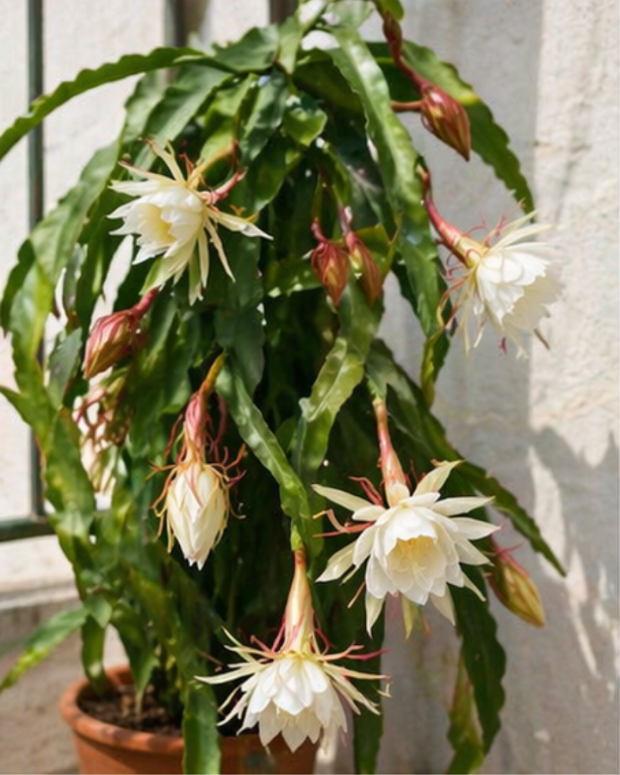 Queen of the Night Plant — view 3