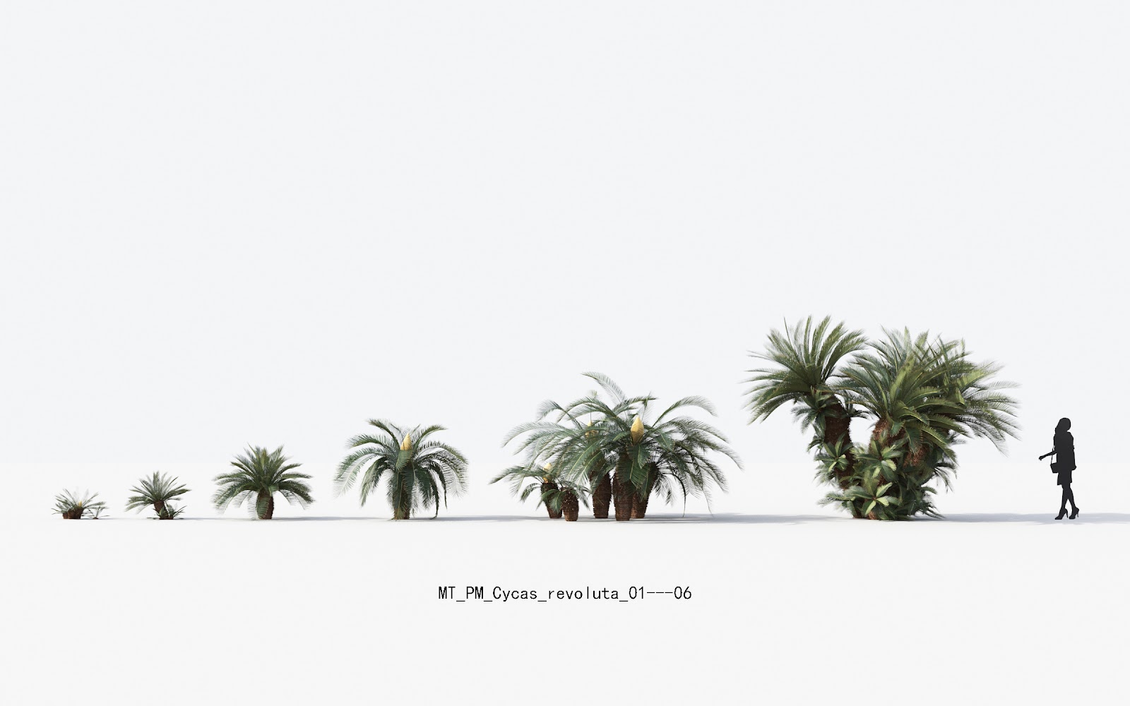 Maxtree - Plant Models Vol.13