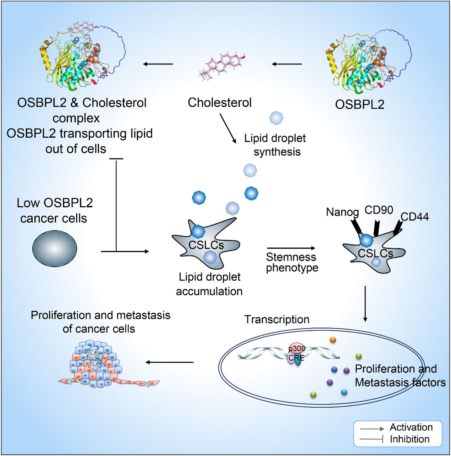OSBPL2-Mediated Lipid Metabolism Alteration Governs Lung Cancer Stem Cells Properties