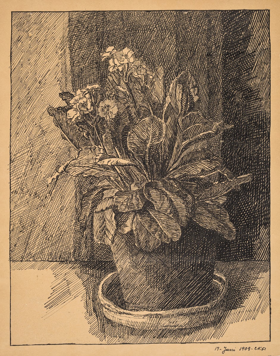 Urtepotte med primula 1909