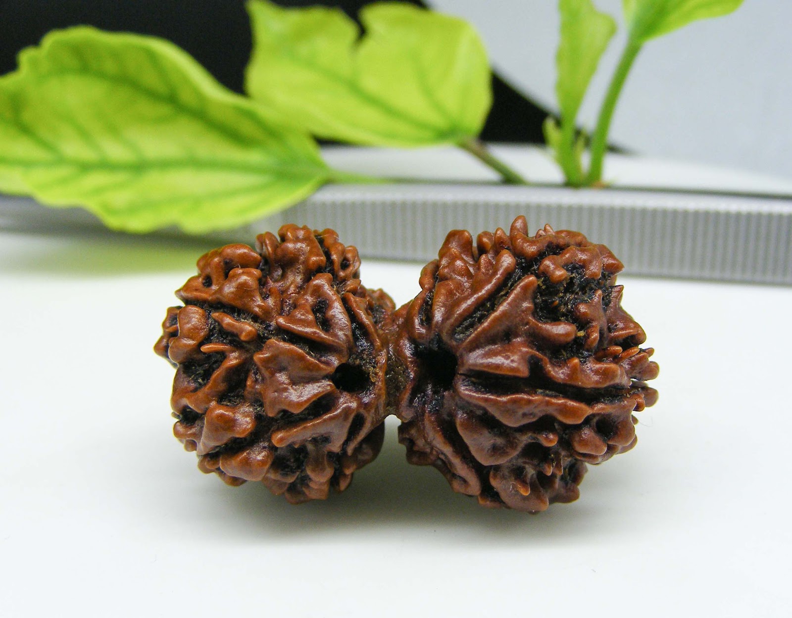 Natural Gauri Shankar Rudraksh