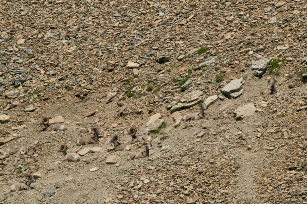 Big horn sheep on a brown rocky mountainside