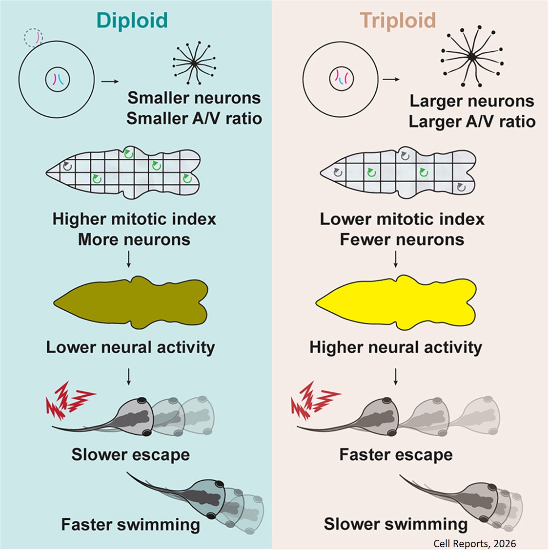 Ploidy and neuron size impact nervous system development and function in Xenopus