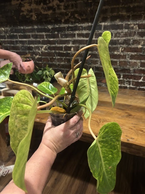 Painted Lady Philodendron