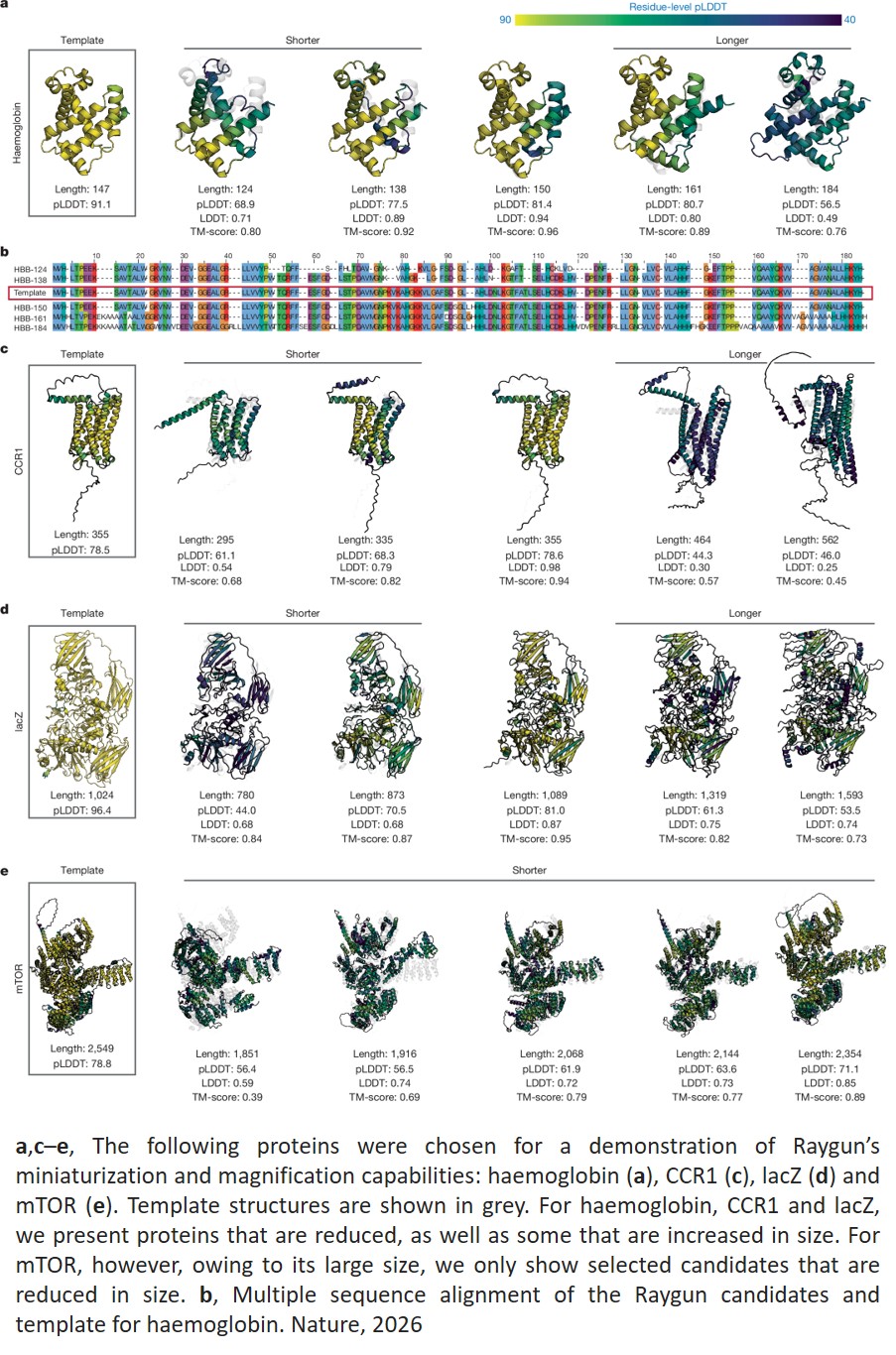 AI tool miniaturize and modify proteins without sacrificing function