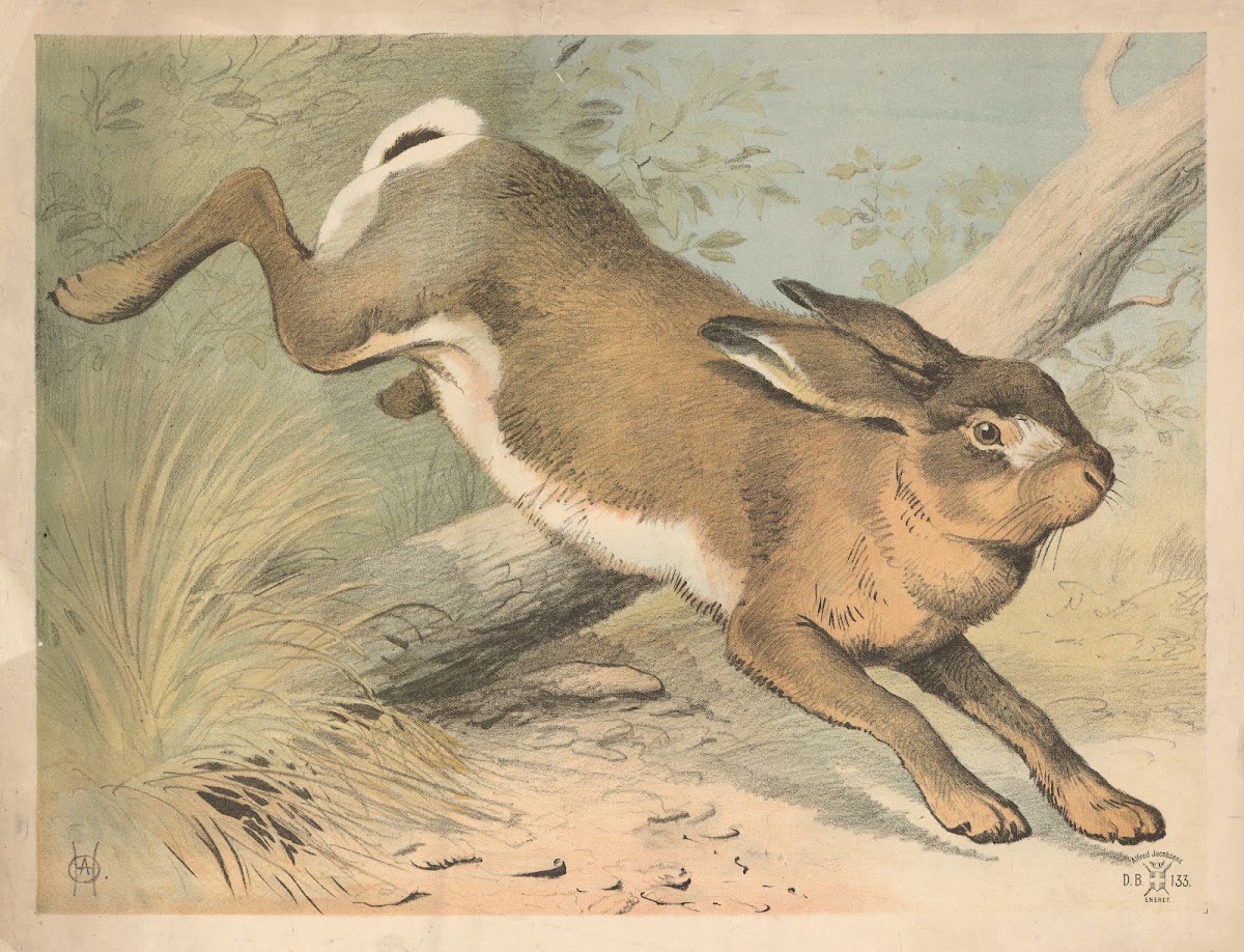 Hare variant 1892
