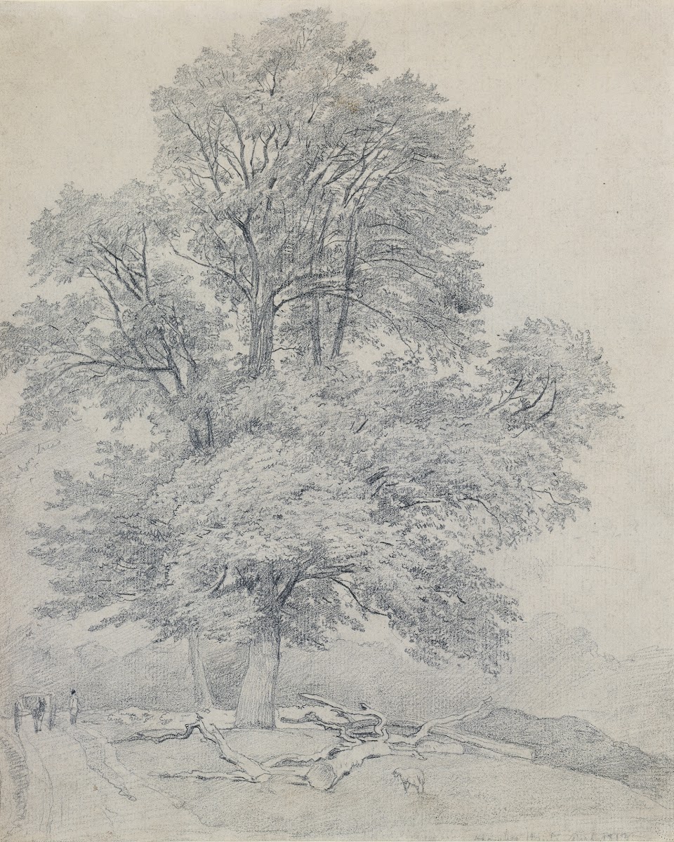 A Wych Elm at Hawley Hampshire 1813