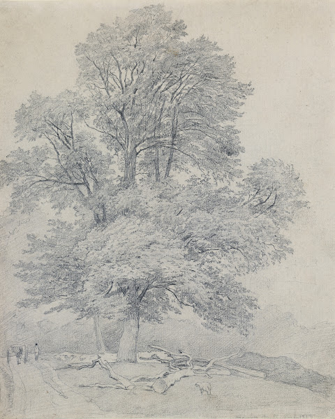 A Wych Elm at Hawley Hampshire 1813