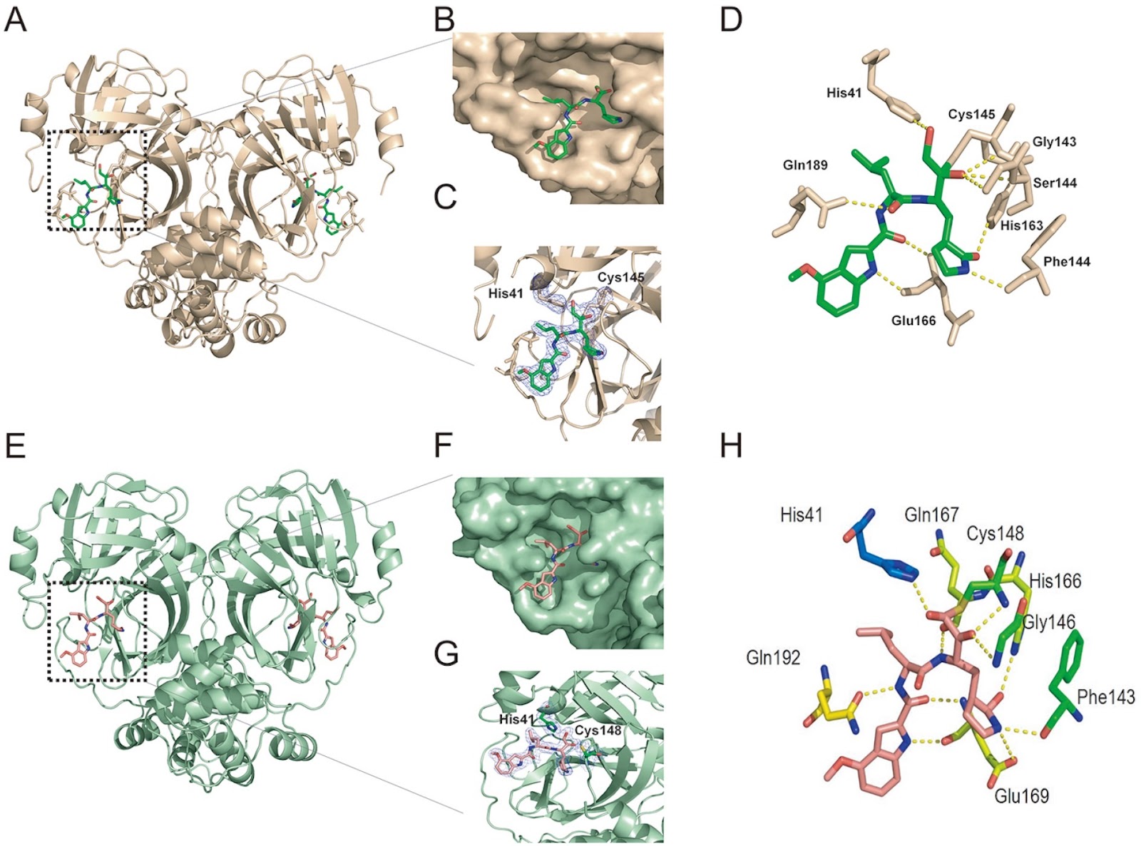 Structural basis for the inhibition of coronaviral main proteases by PF-00835231