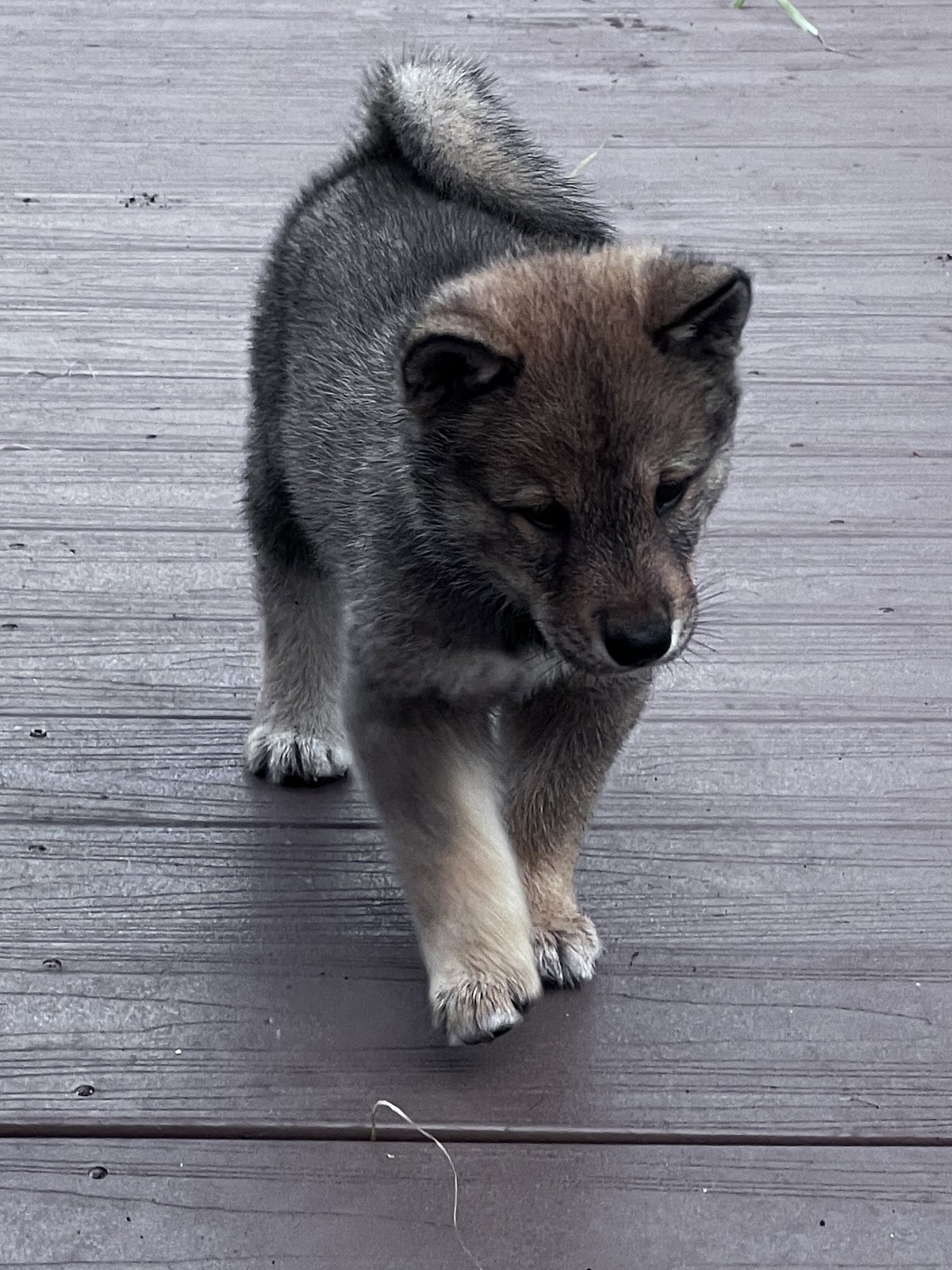 Shikoku puppy photo