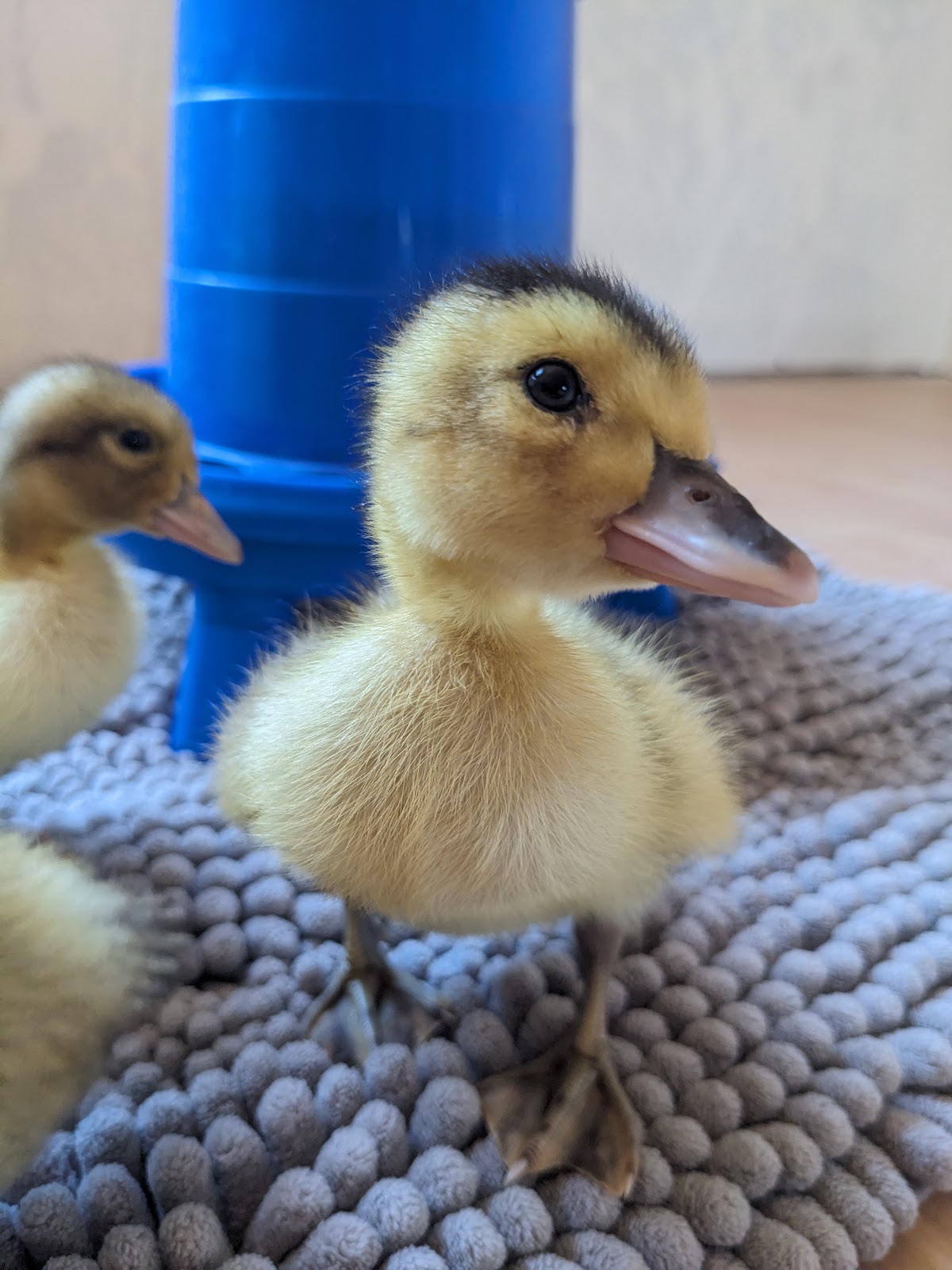 Silver Appleyard Duckling