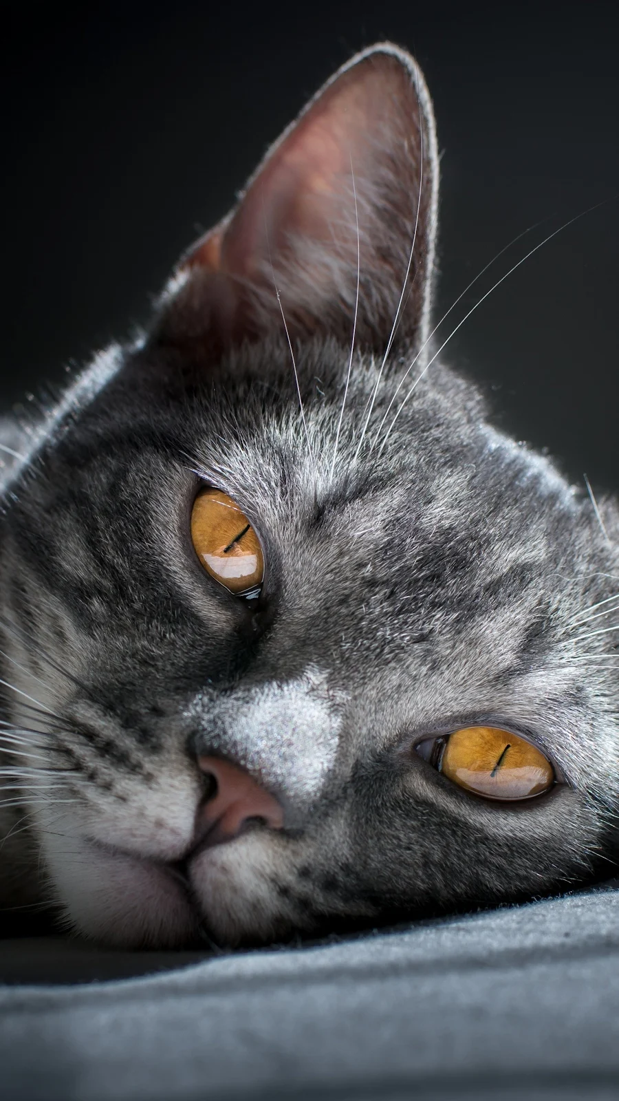 Siberian Cat 4K iPhone Wallpaper Background [2160x3840] Free Download