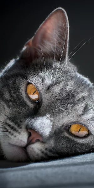 Siberian Cat 4K iPhone Wallpaper Background