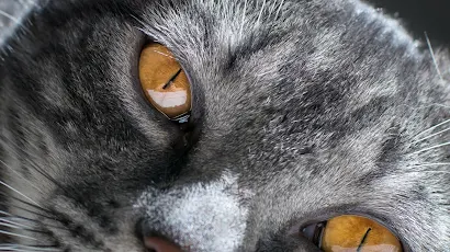 Siberian Cat 4K iPhone Wallpaper Background