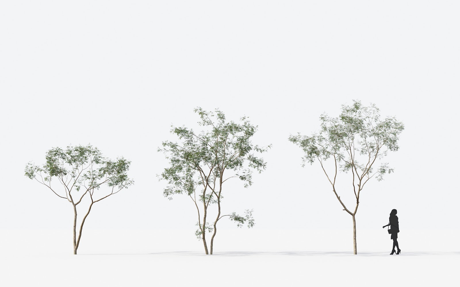 Maxtree - Plant Models Vol.14