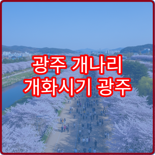 광주 개나리 개화시기 광주 봄꽃 절정