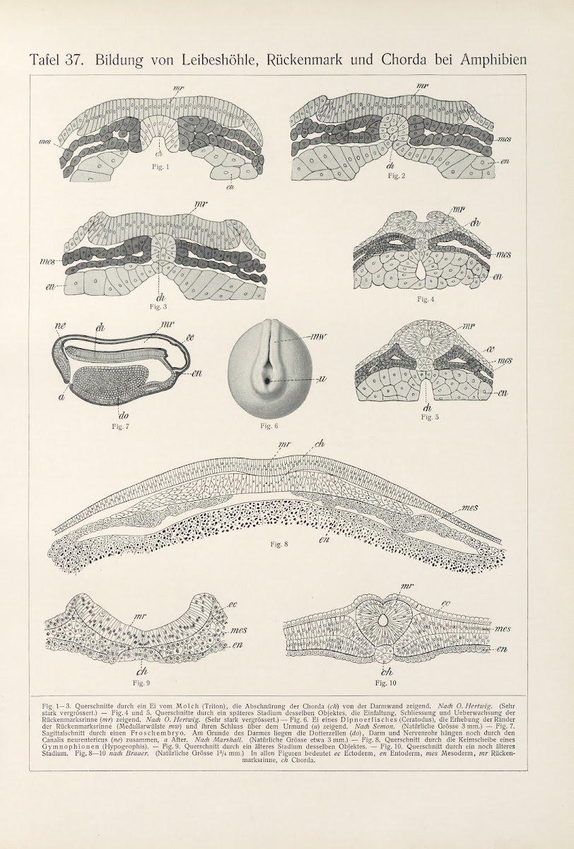 Bildung von Leibeshöhle Rückenmark und Chorda bei Amphibien 1909