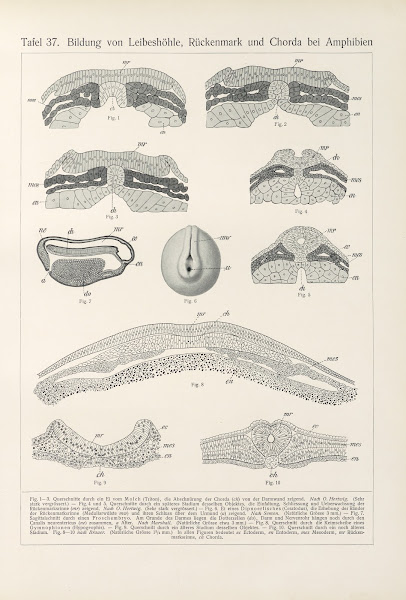 Bildung von Leibeshöhle Rückenmark und Chorda bei Amphibien 1909