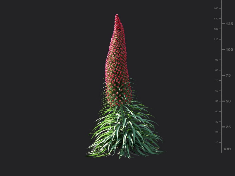 Maxtree - Plant Models Vol.115
