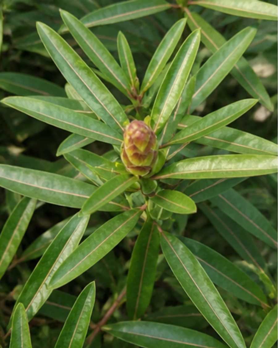 Barleria Lupulina Medicinal Plant — view 4