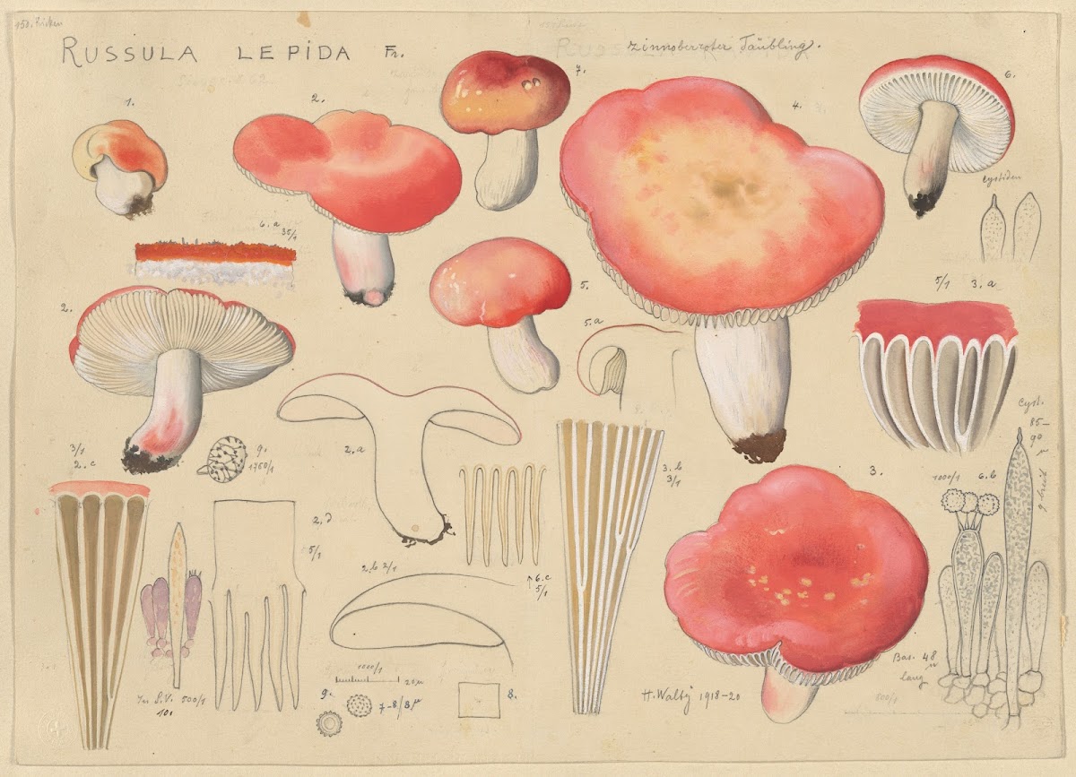 Russula lepida Fr 1915 1945