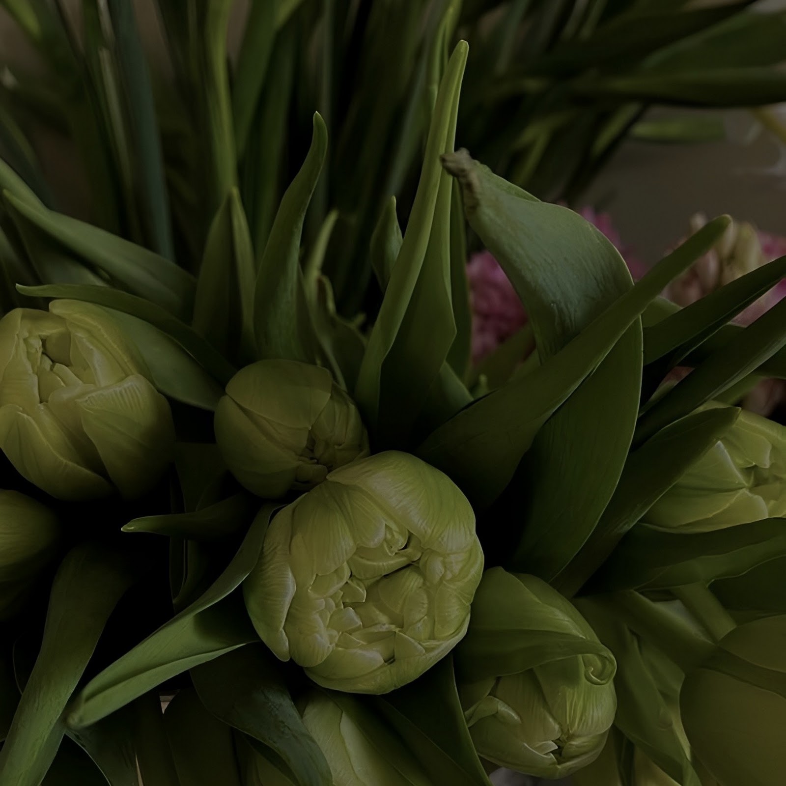 Download Fresh Green Tulip Bouquet Full HD iPhone