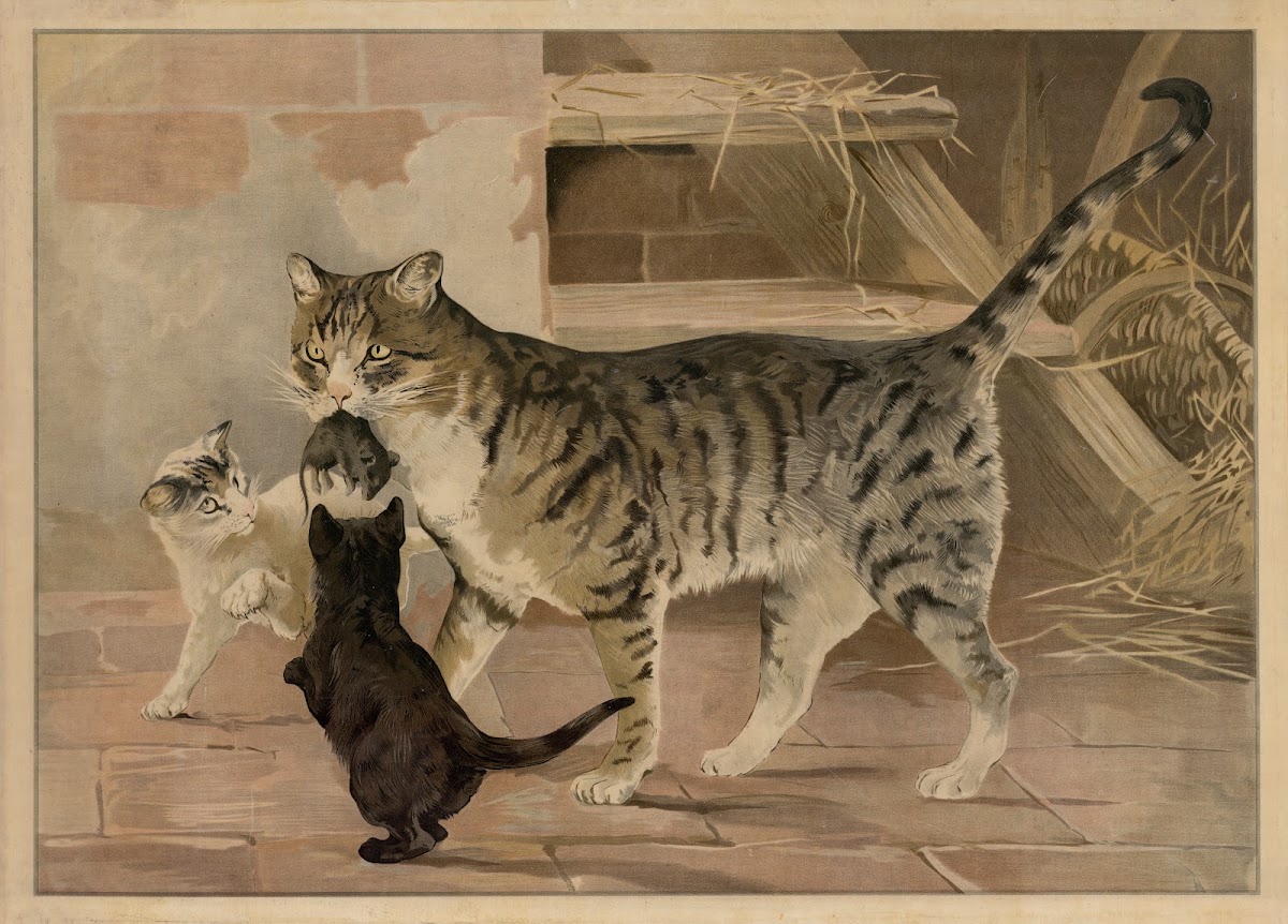 Cat 1895
