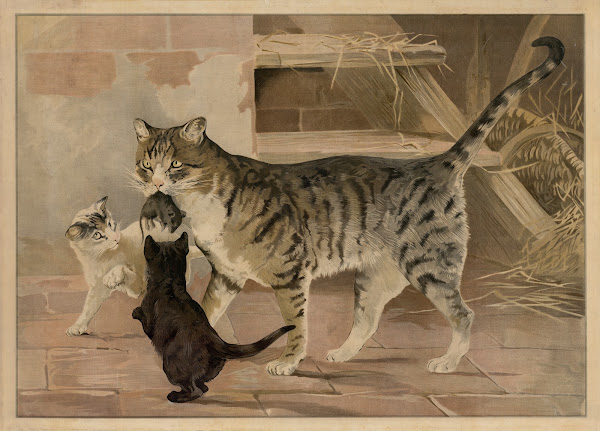 Cat 1895