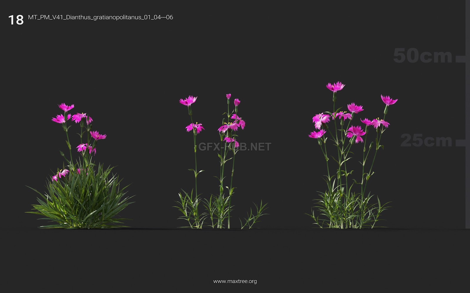 Maxtree - Plant Models Vol.41