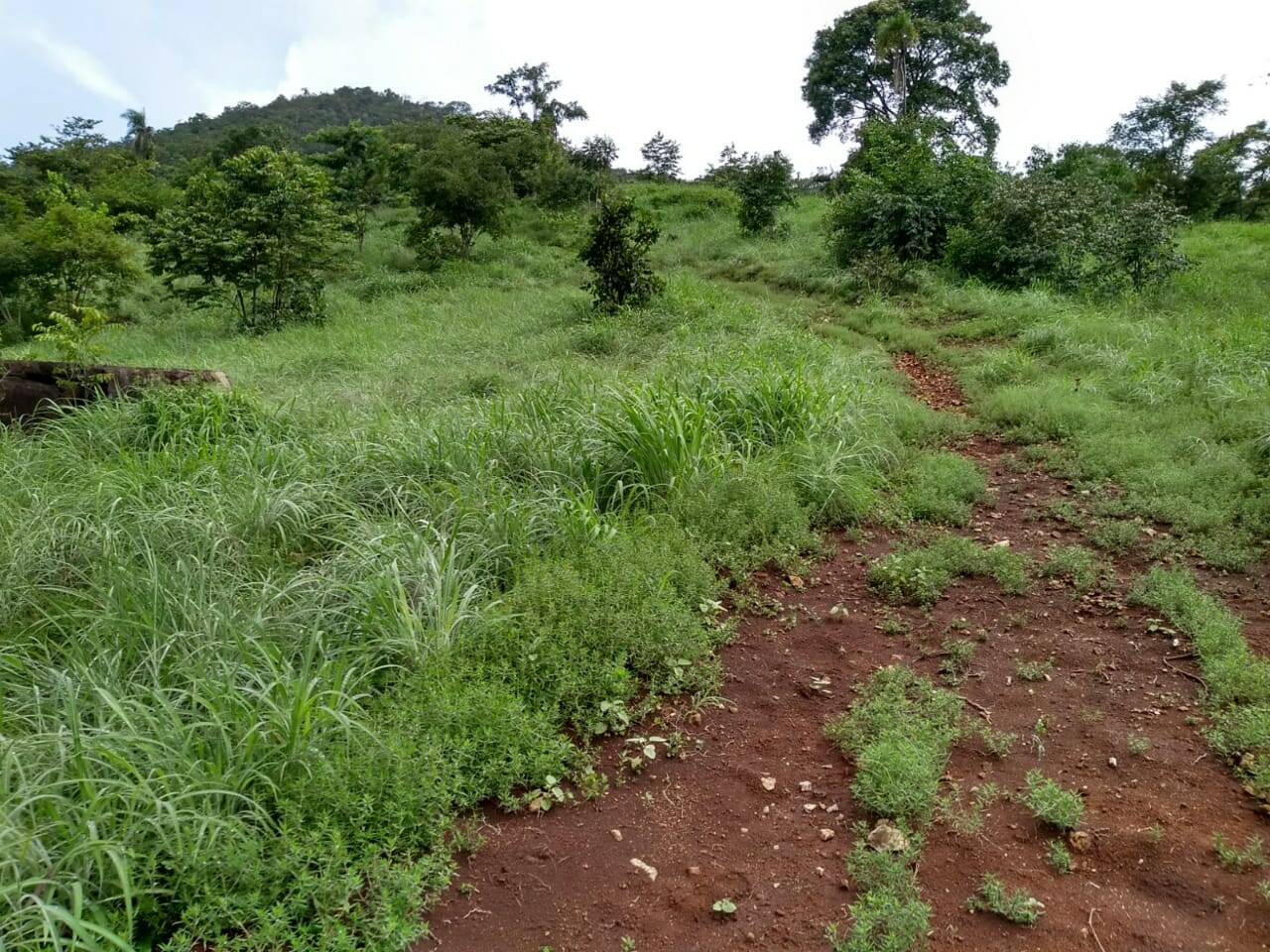 Fazenda em Barro Alto - GO 5