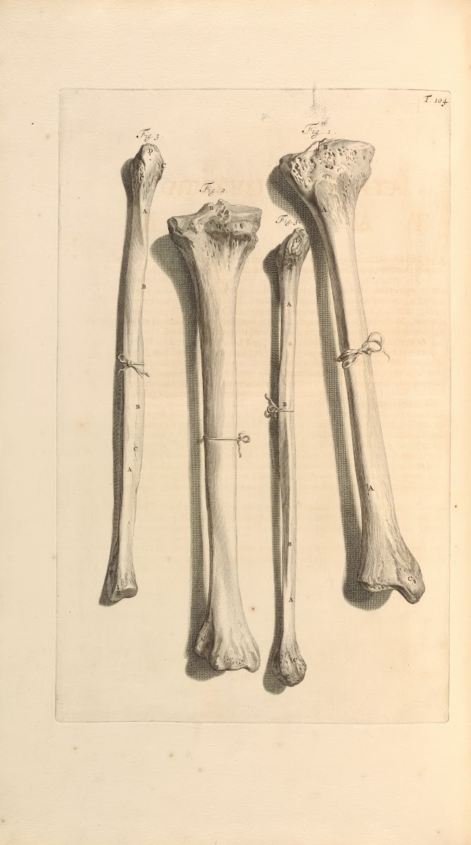 Anatomia humani corporis Pl105 1685