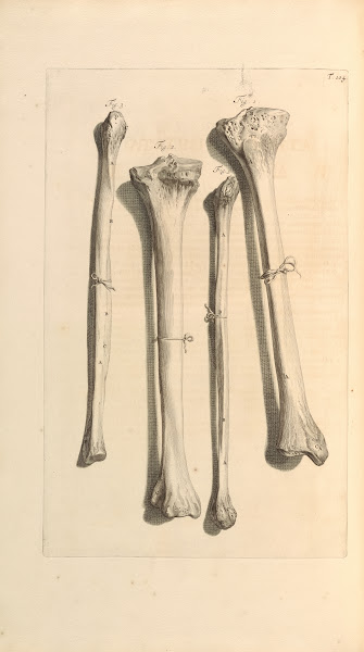 Anatomia humani corporis Pl105 1685