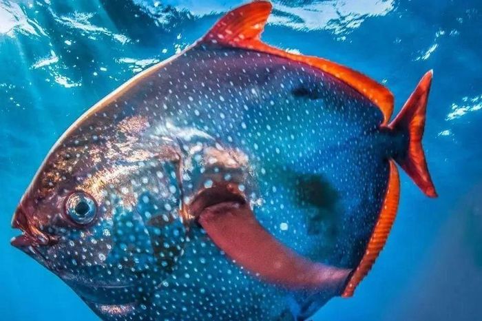 Loài cá 'máu nóng' giữa đại dương, sinh vật phá vỡ quy luật tự nhiên - Báo Tri thức &amp; Cuộc sống