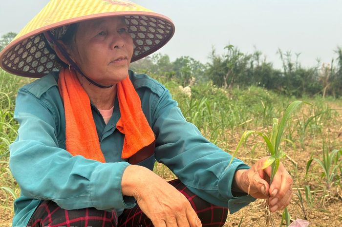 Nỗi lo từ những cánh đồng 'chờ mưa' - Báo Ninh Bình