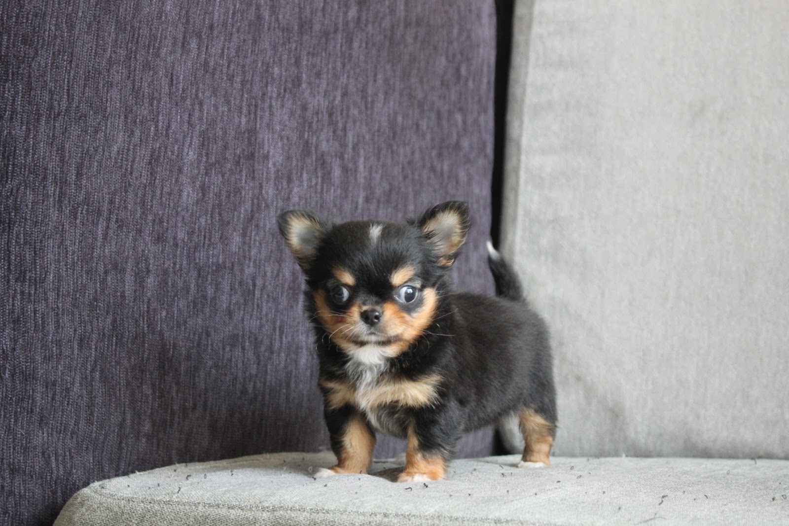 1/25出生 高端優質迷你長毛吉娃娃黑四目妹妹