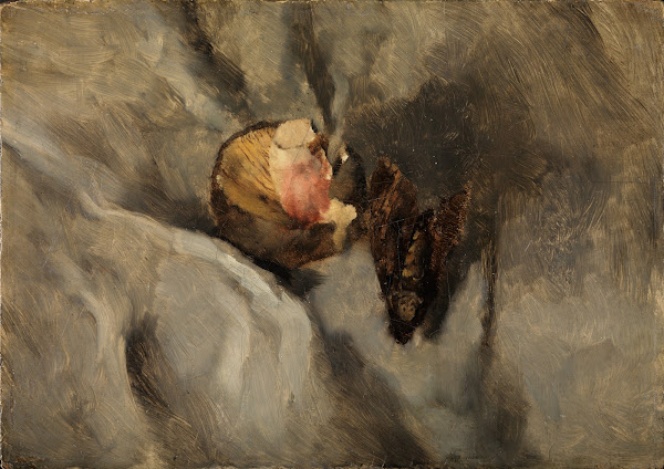 Totenkopfschmetterling mit Pilz auf weißem Tuch 1868