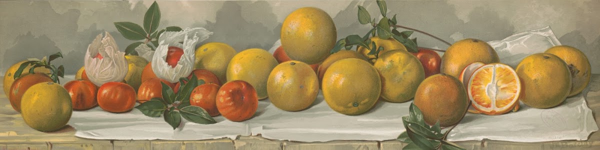 Study of oranges 1891