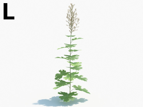 Maxtree - Plant Models Vol.3