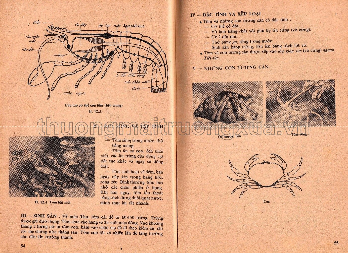 Vạn vật học lớp 7 (1974) (1) - Trang 25