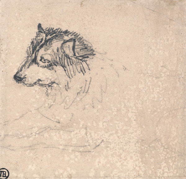 Arctic Dog Facing Left