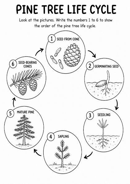 Pine Tree Life Cycle Worksheet
