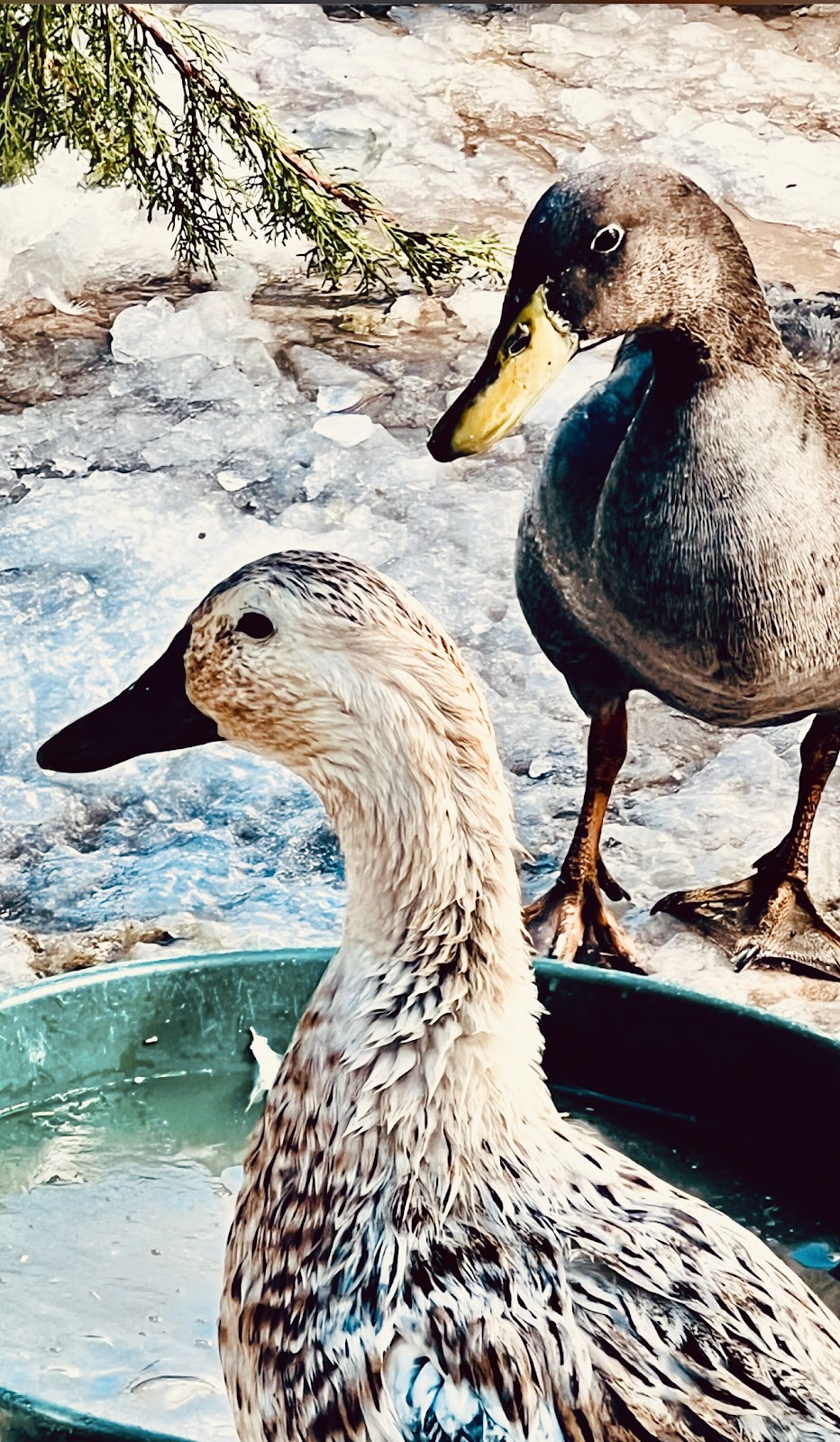 Blue Runner Duckling, Welsh Harlequin Duckling