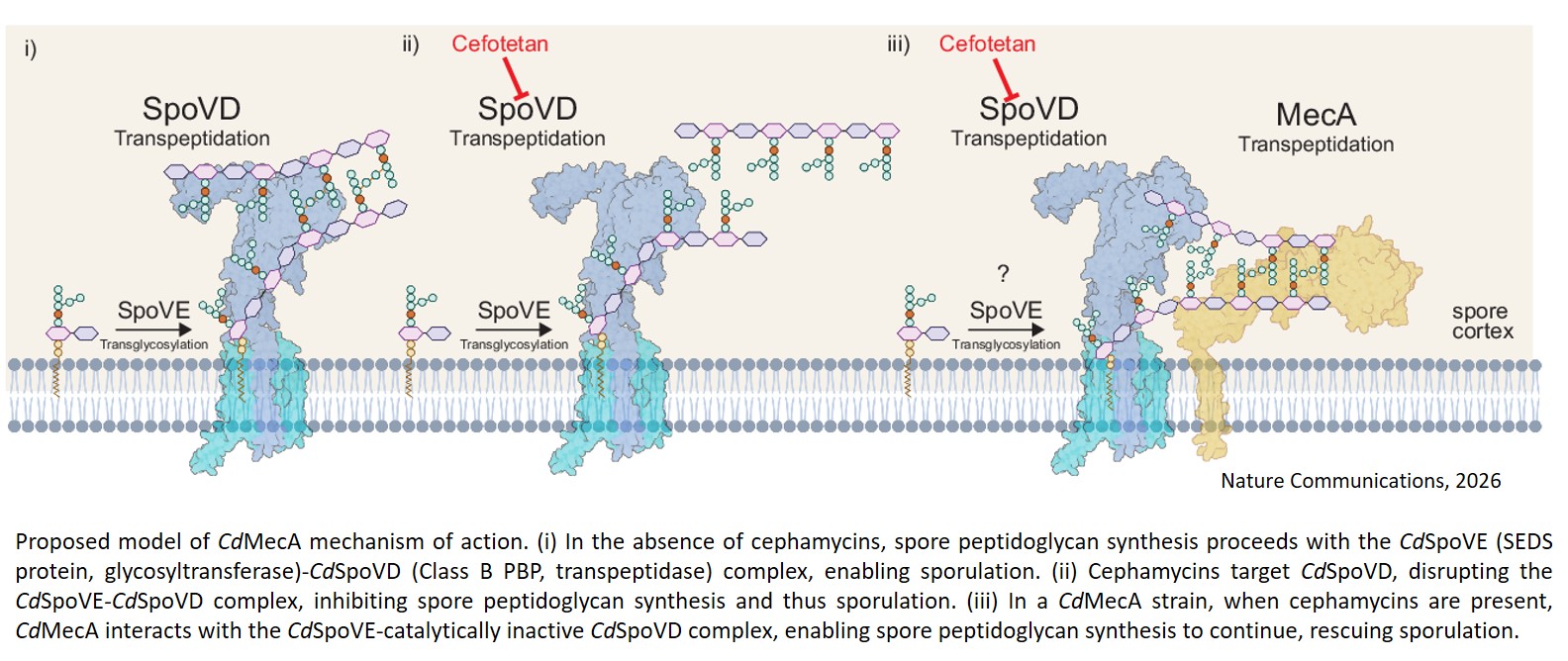 Uncovering an alternate pathway of antibiotic resistance in spore-forming bacteria