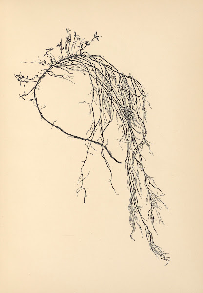 Vertrauen Pl34 1933